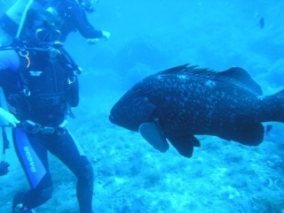 Buceo en Ibiza